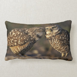 Florida, Fort Myers. Brennen der Owl Paare Lendenkissen