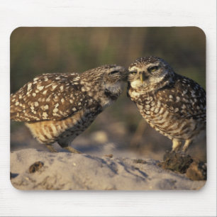 Florida, Fort Myers. Brennen der Owl Paare Mousepad