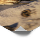 Florida, Fort Myers. Brennen der Owl Paare Poster (Ecke)