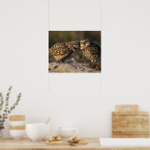 Florida, Fort Myers. Brennen der Owl Paare Poster (Küche)