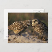 Florida, Fort Myers. Brennen der Owl Paare Postkarte (Vorne/Hinten)