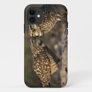 Florida, Fort Myers. Paarbildung bei Kaninchenkäuz iPhone 11 Hülle