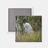 Florida-Foto für die Feuchtgebiete von Waldstorche Magnet (Vorderseite/Rückseite)