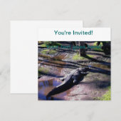 Florida Gator Einladung (Vorne/Hinten)