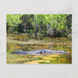 Florida Gator Postkarte