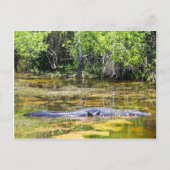 Florida Gator Postkarte (Vorderseite)