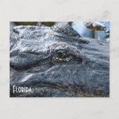 Florida Gator Postkarte (Vorderseite)