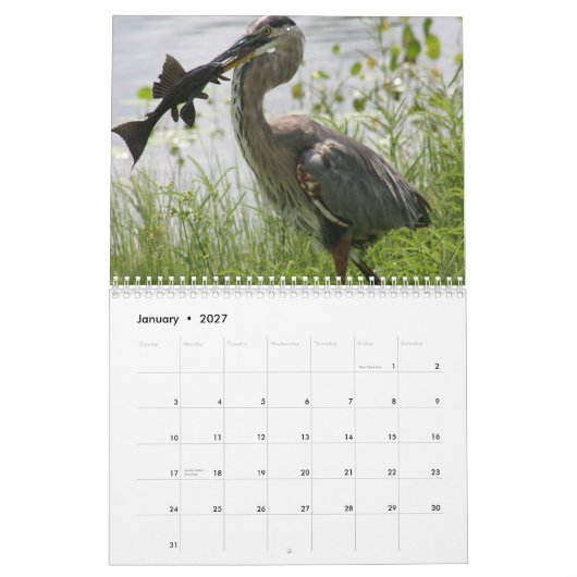 FLORIDA-GRAUREIHER KALENDER (Jan 2027)