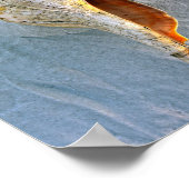 Florida Horse Conch Poster (Ecke)