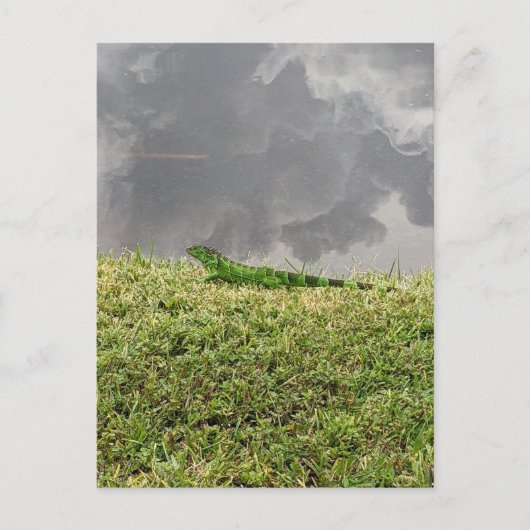 Florida Iguana Postcard Postkarte (Vorderseite)