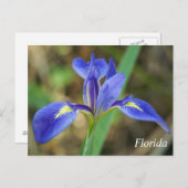 Florida iris Foto Postkarte (Vorne/Hinten)