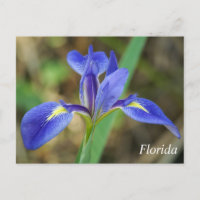 Florida iris Foto