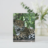 Florida Jaguar blickt zurück Postkarte (Stehend Vorderseite)