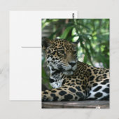 Florida Jaguar blickt zurück Postkarte (Vorne/Hinten)
