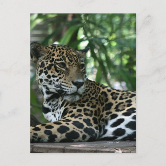 Florida Jaguar blickt zurück Postkarte (Vorderseite)