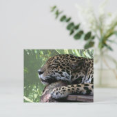Florida Jaguar schlafend, hellgrüne Frontseite zur Postkarte (Stehend Vorderseite)