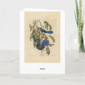 Florida Jay (Scrub-Jay) Audubons Vögel von Amerika Karte (Rückseite)