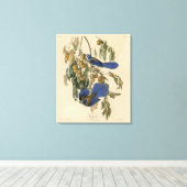 Florida Jay (Scrub-Jay) Audubons Vögel von Amerika Leinwanddruck (Insitu (Holzboden))