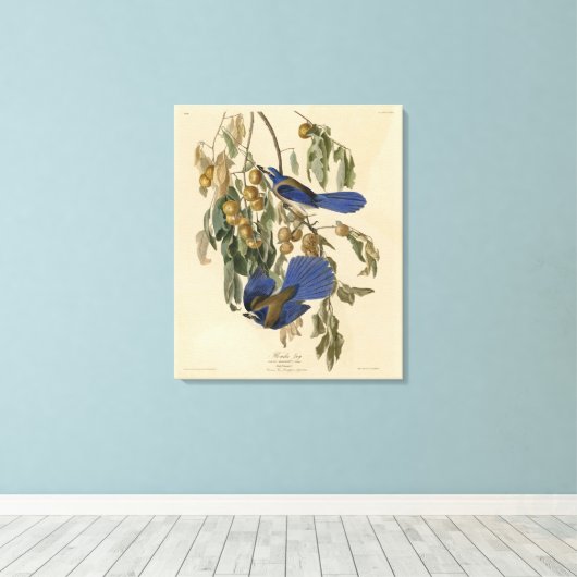 Florida Jay (Scrub-Jay) Audubons Vögel von Amerika Leinwanddruck (Insitu (Holzboden))