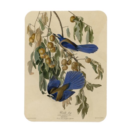 Florida Jay (Scrub-Jay) Audubons Vögel von Amerika Magnet (Vertikal)