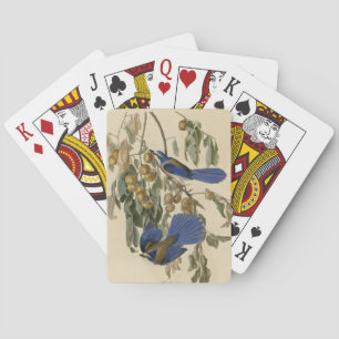 Florida Jay (Scrub-Jay) Audubons Vögel von Amerika Spielkarten