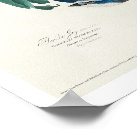 Florida Jay von Audubon Poster (Ecke)