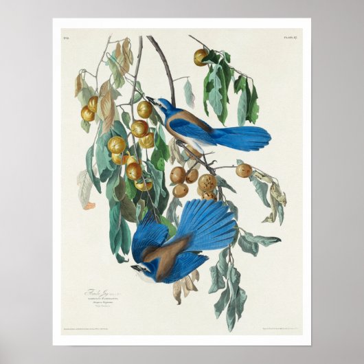 Florida Jay von Audubon Poster (Vorne)