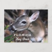 Florida Key Deer Postcard, Version A Postkarte (Vorderseite)