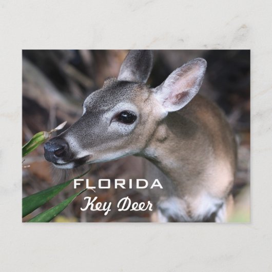 Florida Key Deer Postcard, Version A Postkarte (Vorderseite)