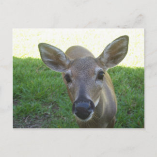 Florida Key Deer Postkarte