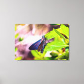 Florida Keys Bahia Honda Blue Butterfly Leinwanddruck (Vorderseite)