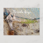 Florida Keys Bahia Honda Driftwood Shore Postkarte (Vorderseite)