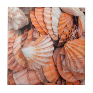 Florida Keys, Key West, Muscheln Fliese