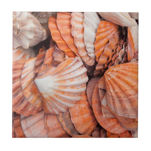 Florida Keys, Key West, Muscheln Fliese (Vorderseite)