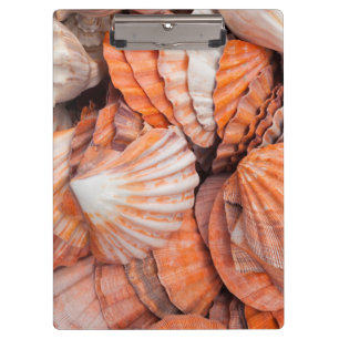 Florida Keys, Key West, Muscheln Klemmbrett