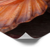 Florida Keys, Key West, Muscheln Poster (Ecke)