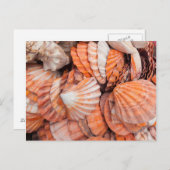 Florida Keys, Key West, Muscheln Postkarte (Vorne/Hinten)