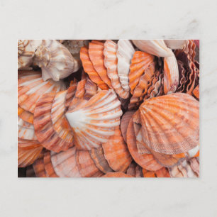 Florida Keys, Key West, Muscheln Postkarte