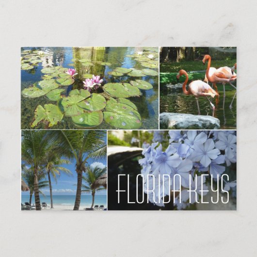 Florida Keys Postcard Postkarte (Vorderseite)