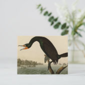 Florida-Kormoran Postkarte (Stehend Vorderseite)