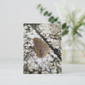 Florida Leatherleaf Slug Postkarte (Stehend Vorderseite)