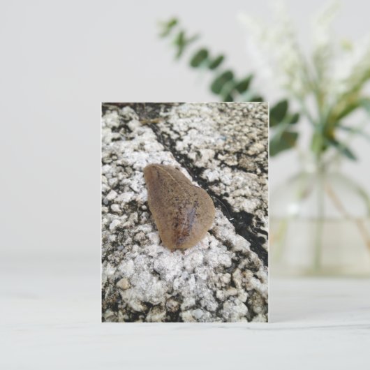 Florida Leatherleaf Slug Postkarte (Stehend Vorderseite)