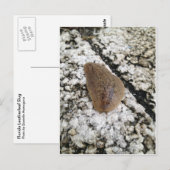 Florida Leatherleaf Slug Postkarte (Vorne/Hinten)