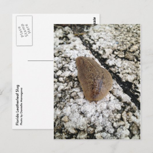 Florida Leatherleaf Slug Postkarte (Vorne/Hinten)