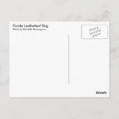 Florida Leatherleaf Slug Postkarte (Rückseite)