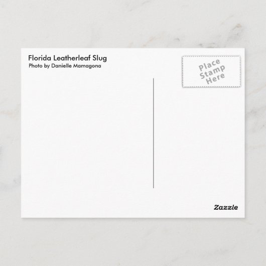 Florida Leatherleaf Slug Postkarte (Rückseite)