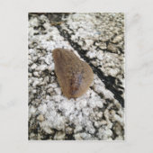 Florida Leatherleaf Slug Postkarte (Vorderseite)