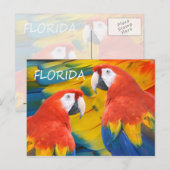 Florida Macaws Postkarte (Vorne/Hinten)