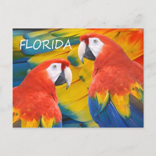 Florida Macaws Postkarte (Vorderseite)