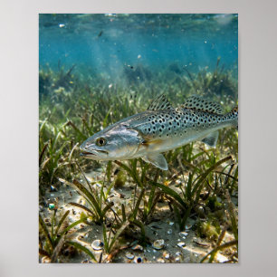 Florida Man Gefleckter Seatrout Florida Gras Flach Poster